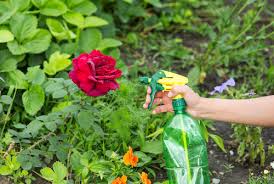 Marienkäferlarven kannst du auch bestellen und dann bei dir im garten aussetzen. Blattlause Bekampfen So Gehen Sie Naturlich Gegen Die Schadlinge Vor