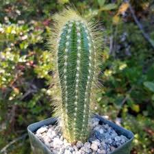 Pilosocereus Tillianus Cacti And Succulents Small Cactus Plants Cactus