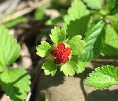 Image result for Maerua duchesnei