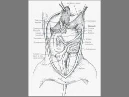 Fetal Pig Dissection Ppt Download