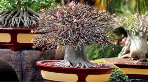 8 Of The Coolest Bonsai Trees Around The World Backyard Boss