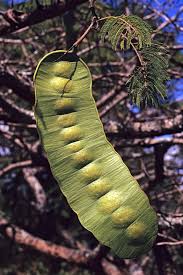 Image result for Entada abyssinica