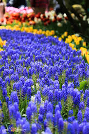 Maybe you would like to learn more about one of these? Beyond Tulips 12 Extraordinary Spring Flowering Bulbs To Plant In Fall