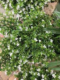 Image result for Xyris fugaciflora