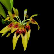 Image result for Bulbophyllum kivuense