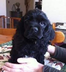 Local Breeders For Cocker Spaniels American Cocker Spaniel Puppies Ckc Registered American Cocker Cocker Spaniel Puppies Black Cocker Spaniel Spaniel Puppies