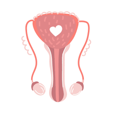 Their function is concerned with reproduction and sexual pleasure. Hand Drawn Male Reproductive System Health Human Internal Organs Anatomy Flat Illustration 2450477 Vector Art At Vecteezy