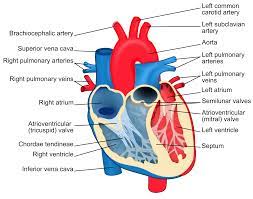 The heart is a muscular organ about the size of a fist, located just behind and slightly left of the breastbone. File Heart Diagram En Svg Wikimedia Commons