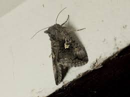 Image result for Syngrapha interrogationis