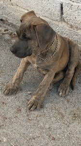 Kayip Kopek Turkiye On Twitter Konya Selcuklu 4 Aylik Disi Presa Canario Tiger Victoria Kayip Iletisim 05395235223 Https T Co Aicysen7s8