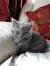 Domestic Long Hair Vs Maine Coon