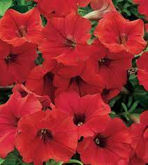 Surfinia Deep Red Petunia Hybrid Petunias Red Plants Container Plants
