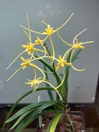 Image result for Jumellea