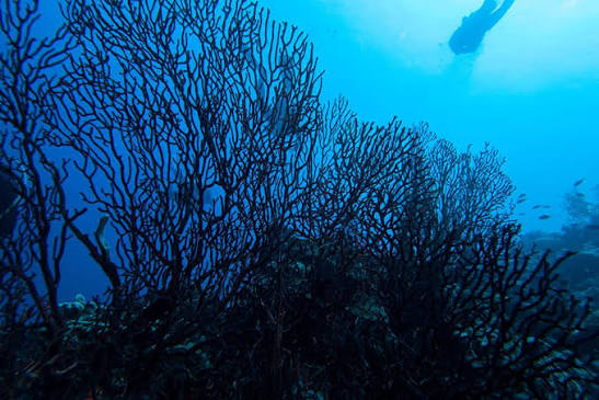 Discover a special coral of Tenerife: the black coral - Diving Atlantis  Tenerife
