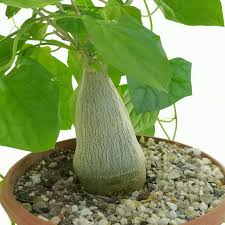 Image result for Gerrardanthus lobatus