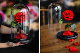 D i me s i m a s t i c o e l v e r d e m e n t a d e t u v o z. La Verdadera Rosa De La Bella Y La Bestia Dura 3 Anos Sin Agua Ni Luz Solar Cultura Inquieta