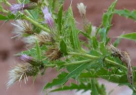 Image result for Cirsium  buchwaldii