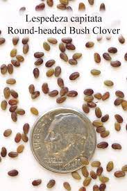 Check spelling or type a new query. Lespedeza Capitata Round Headed Bush Clover Clover Seed Clover Seeds