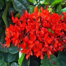 Image result for Clerodendrum melanocrater