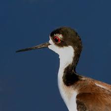 Black Bird With Blue Head And Neck Birds With Long Head Feathers Google Search Black And White Birds Birds