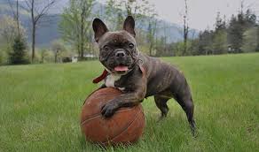 It is a name typically used by the chickasaw, who are the indigenous people of the southern woodlands. 180 French Bulldog Names Cool Names For Male Female Frenchies