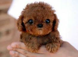 Tell us in the comments below! 20 Fluffy Pets That Look So Cute You Might Mistake Them For Stuffed Animals