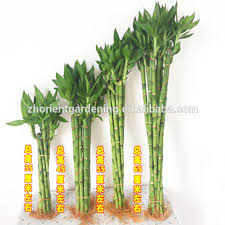12) mother's day vase assortment lucky bamboo (pack: Dracaena Sanderiana 10cm 80cm Straight Lucky Bamboo For Sale Bonsai Indoor Lucky Bamboo Live Plants Hot Sale Buy Lucky Bamboo Bonsai Lucky Bamboo Live Plant Lucky Bamboo For Sale Product On Alibaba Com