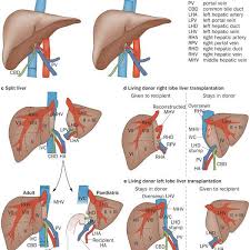 Up to 60% of the human body is water. The Internal Anatomy Of The Liver 17 Download Scientific Diagram