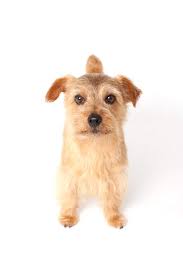 With a friendly personality, norwich terriers are today mostly a companion dog breed. Norfolk Terrier Dogs Breed Information Omlet