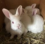 Rabbit Care 101 - Tent Talk