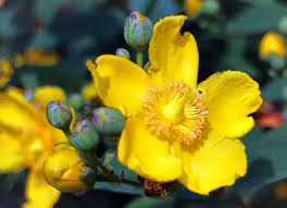 Trova tantissime idee per iperico pianta tappezzante. Hypericum Calycinum Viridea