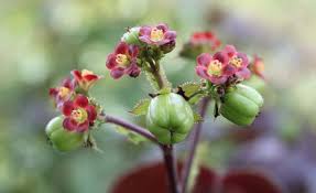 Image result for Euphorbiaceae