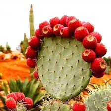 How to eat a cactus pear to eat a cactus pear, it is important to first remove the spines. Prickly Pear Apparently Tastes Like A Cross Between All Natural Bubble Gum And Watermelon 9gag