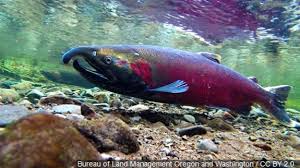 Low Copper River Sockeye Returns Leave State Mulling