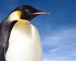 15 to 20 years size: Emperor Penguin Facts For Kids Penguins Information