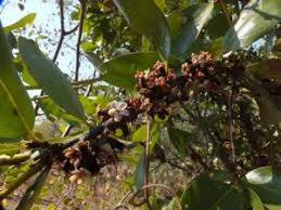 Image result for Diospyros batocana
