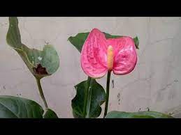 Youtube Anthurium Plant Anthurium Plant Care