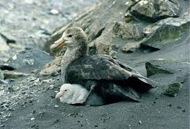 Southern Giant Petrel Wikipedia Animals Animal Quiz Bird Life List
