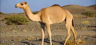 معلومات عن حيوان الجمل موضوع