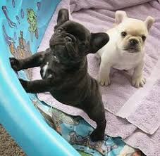 University of minnesota duluth bulldogs mens hockey vs. 100 Frenchies Ideas Bulldog French Bulldog Cute Animals