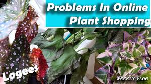 Grown easily indoors under the right growing conditions and protected from cold, it trails hapily from baskets. Purple Waffle Plant Hemigraphis Alternata Youtube