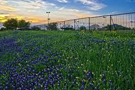 Since 1997 humane tomorrow has served flower mound and the surrounding communities with programs to enrich the lives of animals and people—programs including adoptions, spay/neuter, emergency medical assistance, and our love on wheels program. Discover Explore Flower Mound Debra C Duffy D D S P A