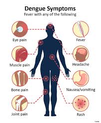 Image result for Dengue