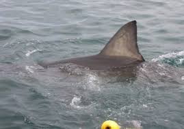 Man walks with a hoax sharks in the water along the beach in sochi. 4 2 Verifying Two Suspicious Street Sharks Datajournalism Com