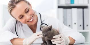 Veterinarian in Tracy, CA
