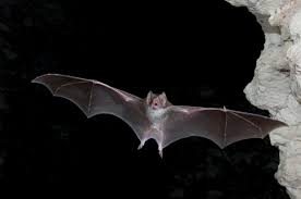 See more ideas about bug off, pest control, termite prevention. Bug Busters Pest Control
