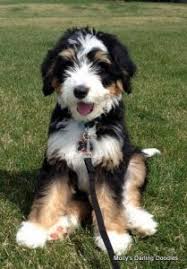 We don't currently have any bernedoodle puppies available for sale, however we do have a general wait list for our upcoming litters! Bernedoodle Breeders In Pennsylvania Pa Top 5 Picks 2021 We Love Doodles