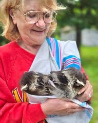 A phone call last night to CC saved two adorable raccoon babies! A  wonderful lady named Michelle found a baby with an injured foot hiding  under a vehicle with a second sibling.