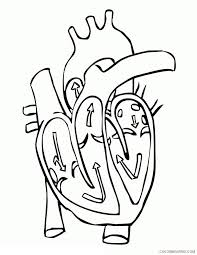 Kids are not exactly the same on the. Anatomy Coloring Pages Printable Sheets Human Heart Free 2021 A 5812 Coloring4free Coloring4free Com