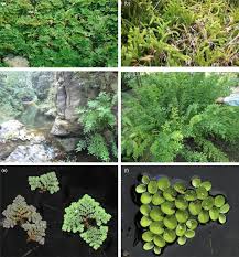 Image result for Cyclosorus striatus